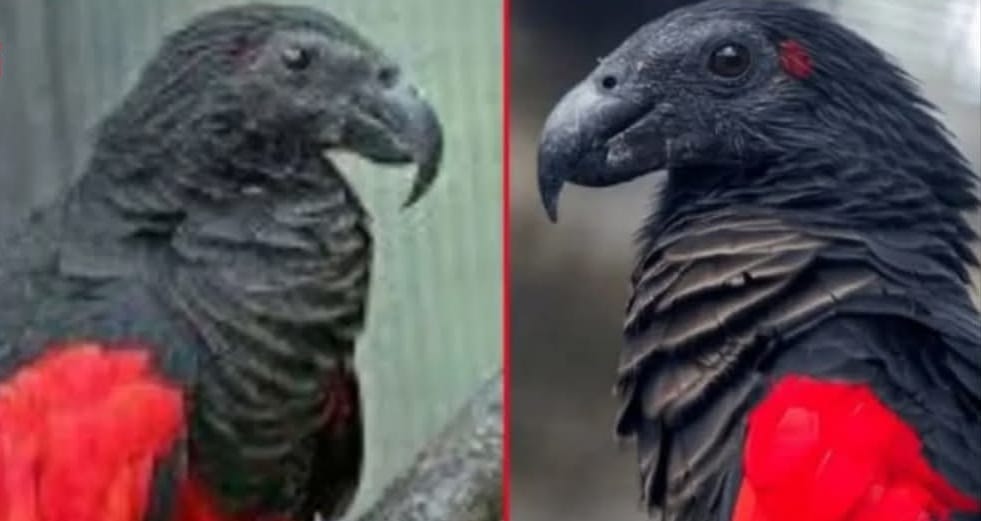 Sahuan atangin sava rukbo a ni