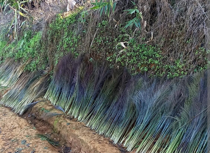 Hmunphiah lei dan tur ruahman