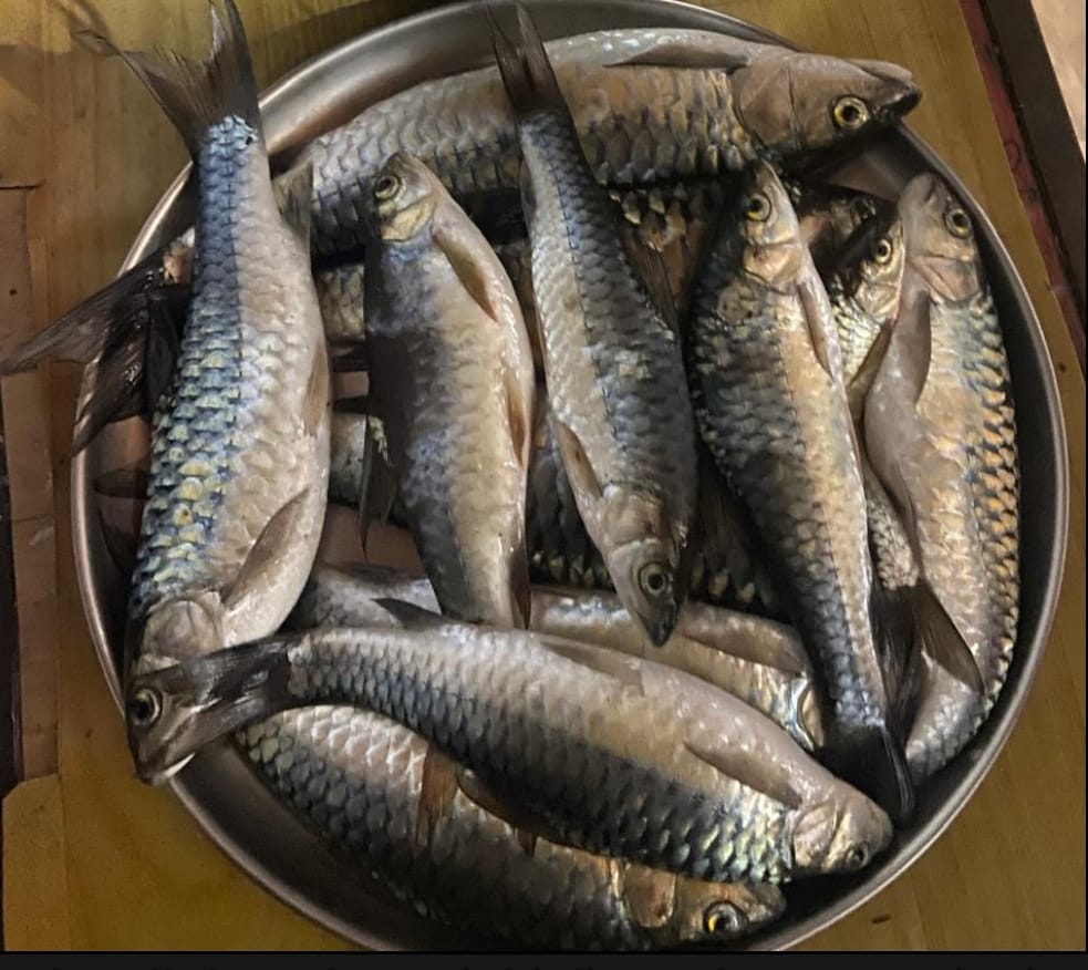 Sangha bomb tute an man